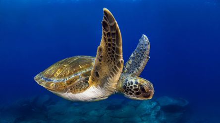 Египет - световна дестинация за подводни приключения